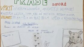 Zajímavosti o zvířatech - 08